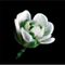 Icon-epigen_tica