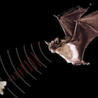 Eco-localización, como se orientan los murciélagos