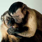 Descubren un nuevo tipo de caminatas aleatorias en monos capuchinos