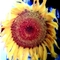 Girasol_icono140