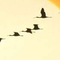 Aves