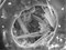 Microscopia_sem_2