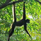 Artículo sobre movimiento de monos, lo más citado en 2012