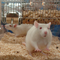 Ratas140